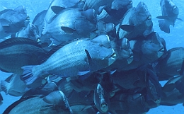 Sipadan_2015_Poisson perroquet a bosse_Bolbometopon muricatum_IMG_2190_rc